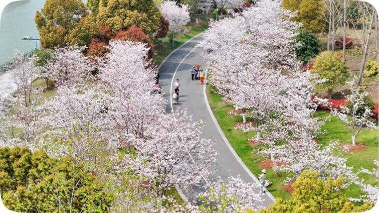上海之鱼“樱花大道”