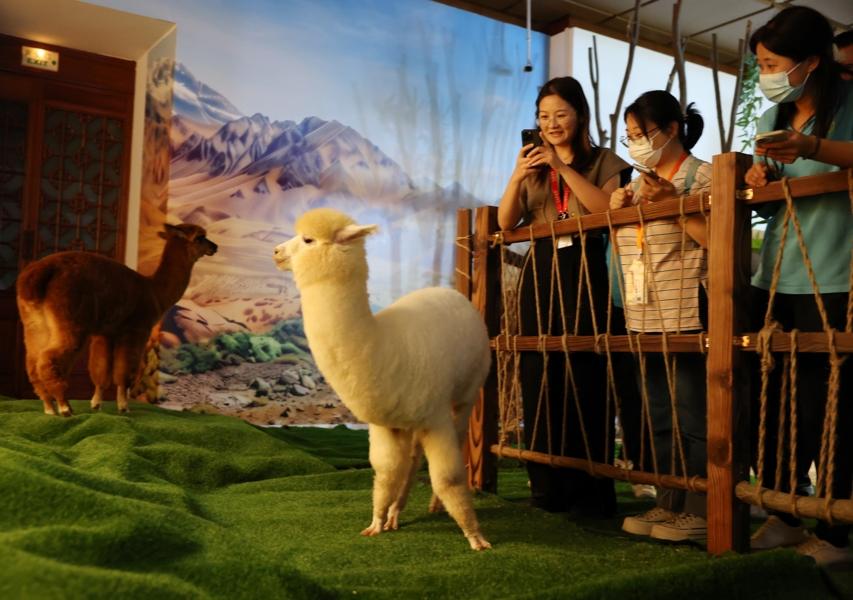 卡皮巴拉、羊驼等入住上博“新家” “美洲‘萌萌TA’奇妙夜”解锁新玩法