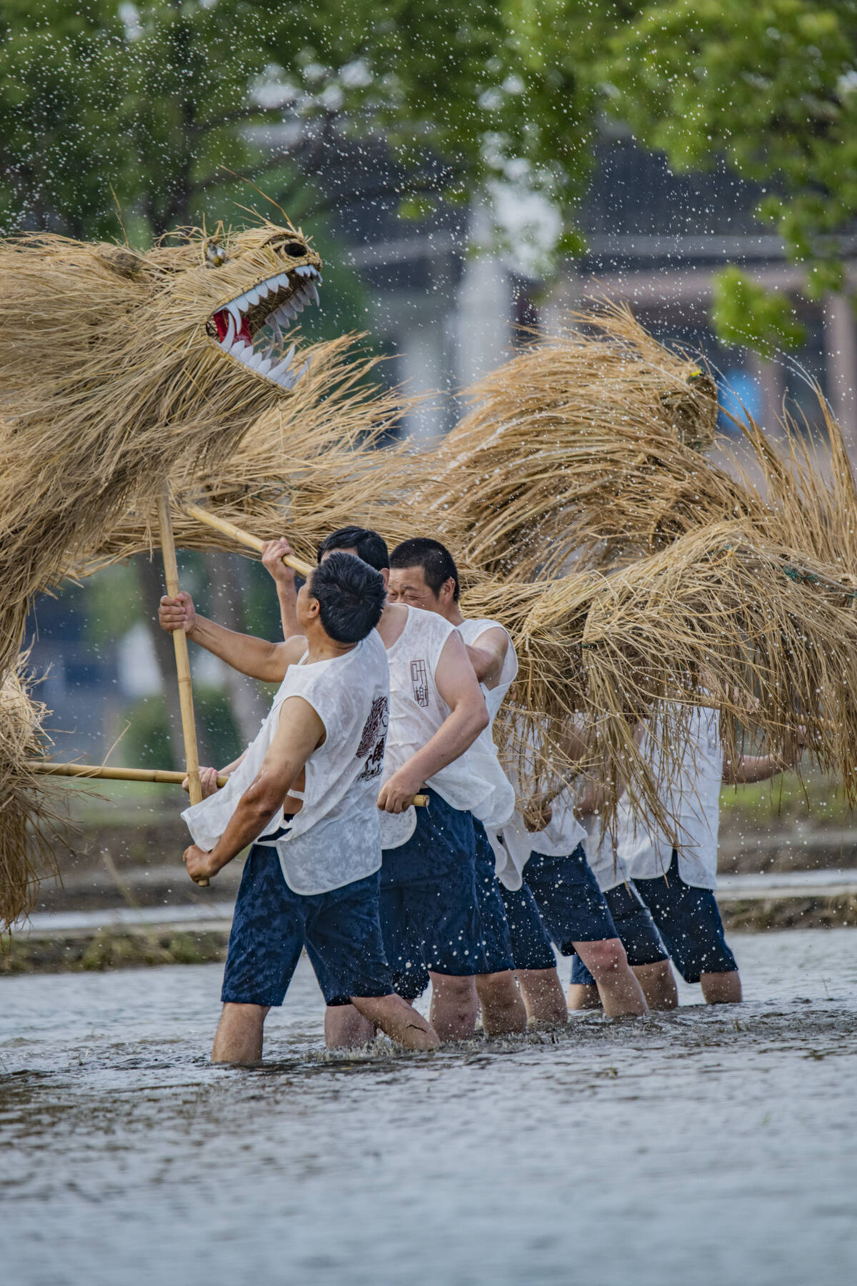 龙舞（舞草龙）