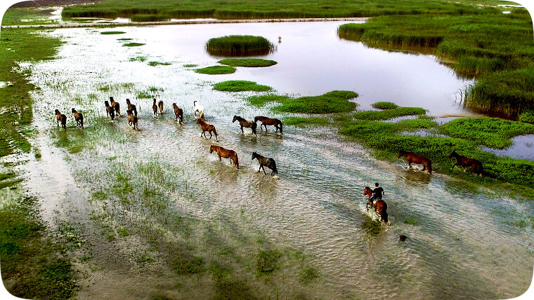 横沙湿地
